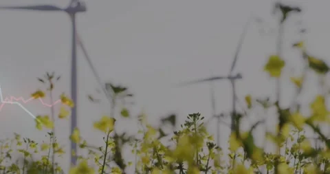 Camera pulling back over blooms as graphing data and turbines rotating, showing Vídeos de archivo 317227218