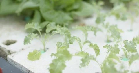 Camera is pulling back, shifting focus, showing butterhead lettuce and kale Stock Footage 338338694