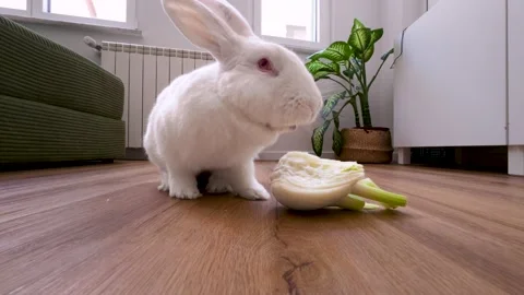 Camera pulling back from white rabbit eating fennel, home, Italy Stock Footage 339766092