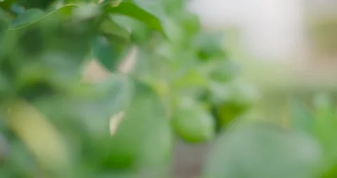 Camera pulling focus, revealing cluster of three green limes on branch in garden Stock Footage 338326501