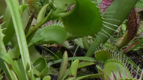 Camera pulls away from a growing hoard of Venus flytraps Stock Footage 220550826