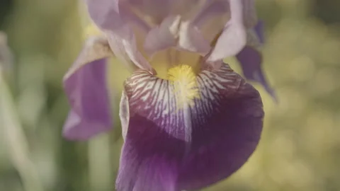 Camera Pulls back from close up to full of colorful flower Stock Footage 164678688