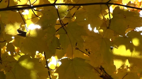 Camera pulls back from closeup on yellow autumn leaves Stock Footage 46545800