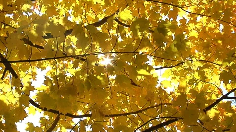 Camera pulls back from closeup on yellow autumn leaves Stock Footage 46545829