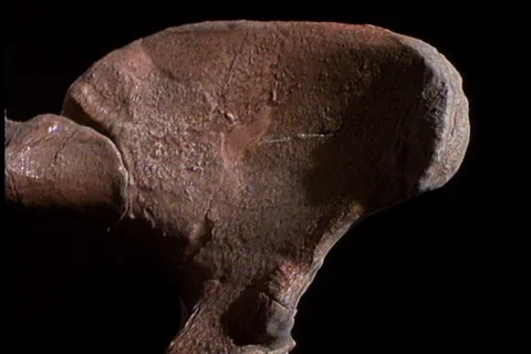 Camera pulls back from hip bone to view of full pelvic region of Lucy skeleton. Vidéo 86752366