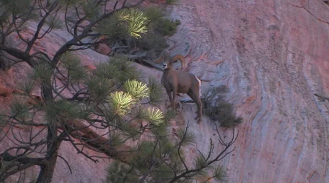 Camera pulls back to reveal two desert bighorn sheep 스톡 동영상 55732726