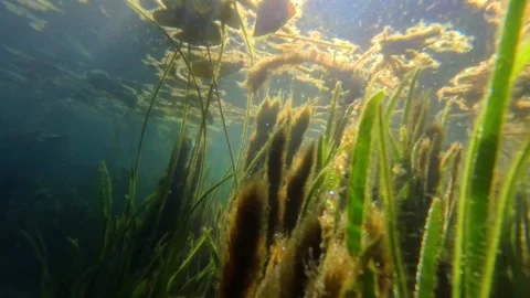 Camera pulls back through an underwater plants Stock Footage 310739948