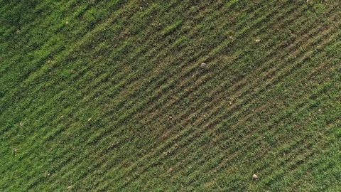 Camera pulls up from grass to review beautiful field with long shadows Stock Footage 119995254