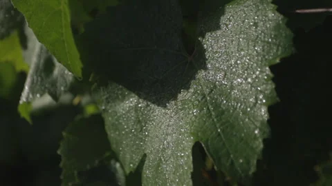 Camera pulls out from closeup macro of grape leaf with dew droplets Stock Footage 333631691