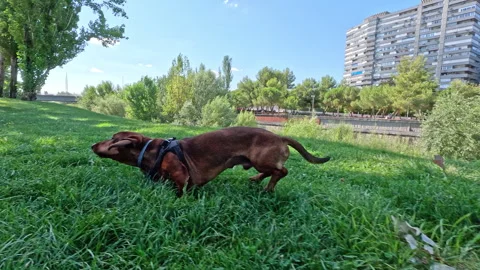 Camera pursuing dachshund running on grass Video stock 342493107