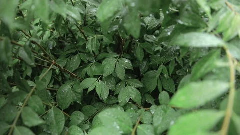 Camera Push into a Bush Video stock 91917256