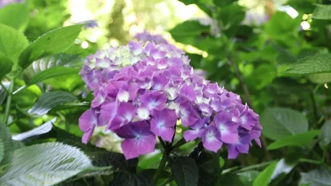 Camera push through purple French hydrangea to blooming flower head Stock-Footage 340127536