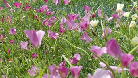 Camera push in tracking shot on blooming pink California poppies Stock Footage 335315682