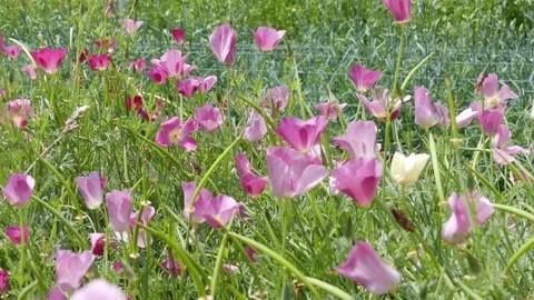 Camera push in tracking shot on blooming pink California poppies Stock Footage 335315949