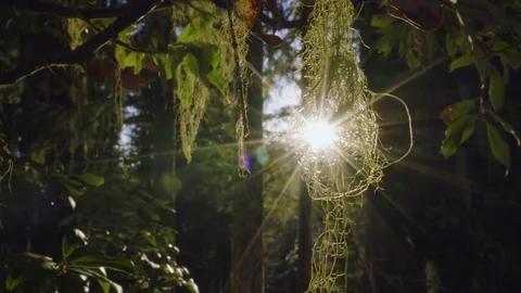 Camera Pushes In For Closeup On Bearded Moss Hanging From Tree In Oregon, USA Stock Footage 73497996