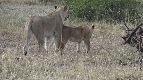 Camera pushes in on lioness that moved off; close with a male cub Stock Footage 319898247