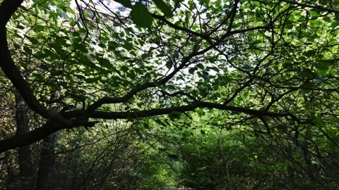 Camera Pushing Forward, Leaves Brushing the Lens Stock Footage 318541012