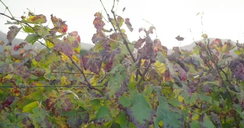 Camera is pushing in on grapevine canopy while leaves are shifting in light Stock Footage 341469562