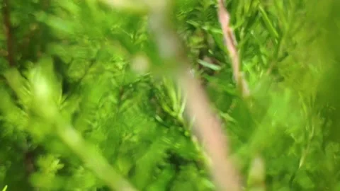 Camera Pushing Through Green Vegetation 스톡 동영상 142932220