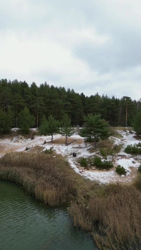 A camera on a quadcopter flies away from a millennial man with a dog in forest Stock Footage 306289981
