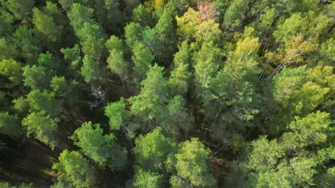 The camera quickly flies back over the coniferous forest in early autumn Stock Footage 253121509