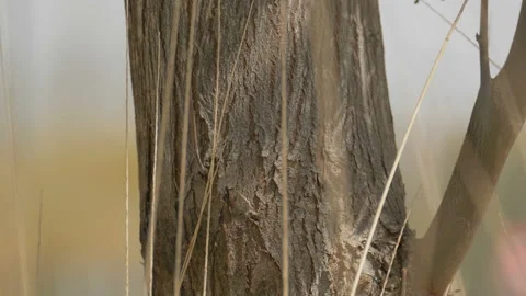 The camera quickly move down past a white snail on the tree Stock Footage 92742599