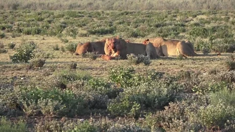 Camera returns to the main group feeding — Part 10 (end‑beat) Video stock 320354390