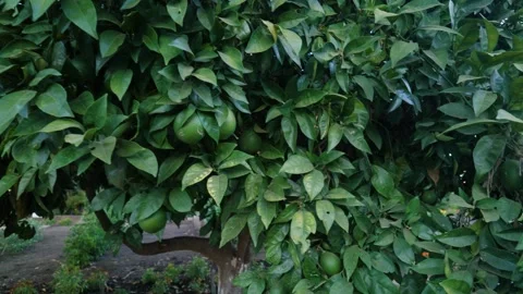 Camera Reveal of Healthy Orange Tree and Citrus Foliage Stock Footage 341487672