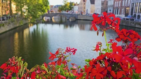 Camera reveal moving from the water surface to colorful flowers beside a 스톡 동영상 334639343