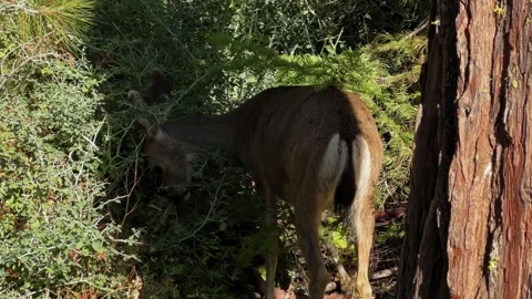 Camera Reveals Deer Feeding Among Thick Forest Undergrowth Stock Footage 346104254