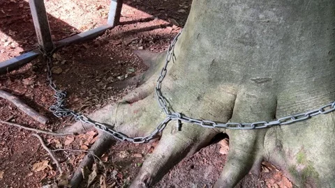 Camera Reveals Picnic Table Chained to Tree in Forest Video stock 342606831