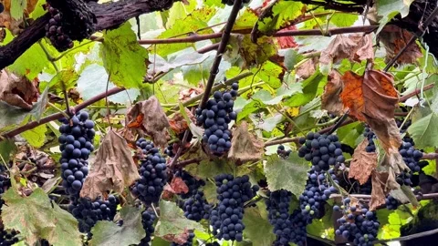 Camera Reveals a Rich Canopy of Black Grapes and Autumn Vineyard Foliage Stock Footage 345871185