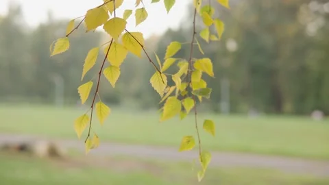 The camera revolves around autumn birch leaves of yellow and green color. The Stock Footage 161931008