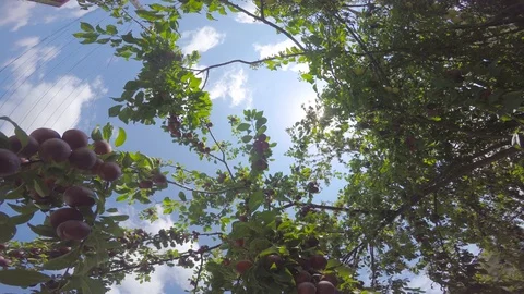 The camera revolves around the branches of the fruit trees. Vidéo 89102504