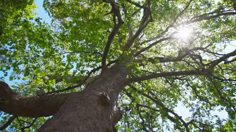 The camera revolves around a tree trunk Stock Footage 148458101