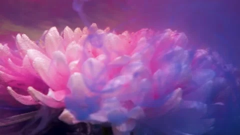 Camera revolves around white chrysanthemum flower with pink, blue, purple colors Stock Footage 154711984