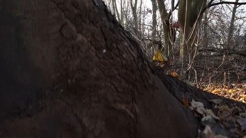 Camera ride from the ground up with a view through a trees in the morbid forest Stock Footage 121468053