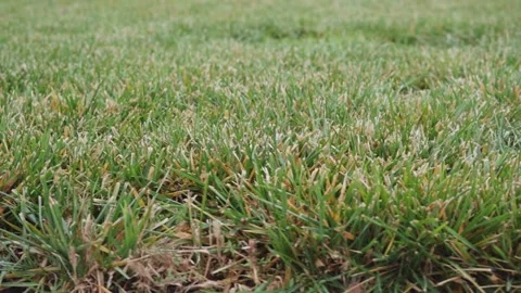 Camera ride parallel to Green mowed lawn Stock Footage 147492050