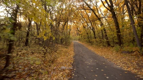 The camera rides along a forest road in the fall. First-person view Stockbeeldmateriaal 117186683