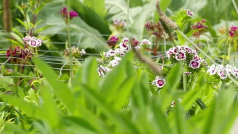 Camera right pan tracking shot on blooming sweet william flowers in a garden Stock Footage 335315953