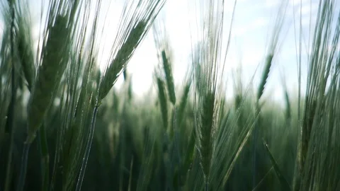 Camera rise up over the green wheat field in slow motion movement Stockbeeldmateriaal 90222564