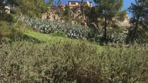 Camera rise revealing cactus covered hillside along Toledo's Tagus Ecological Stock Footage 338028893