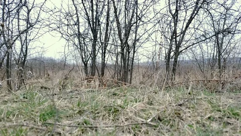 Camera rises above the bushes Stock Footage 126402013