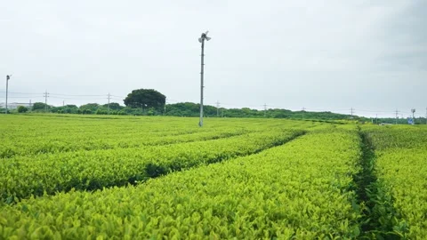Camera rises above green tea plantation revealing vast fields in Jeju Stock Footage 341549372