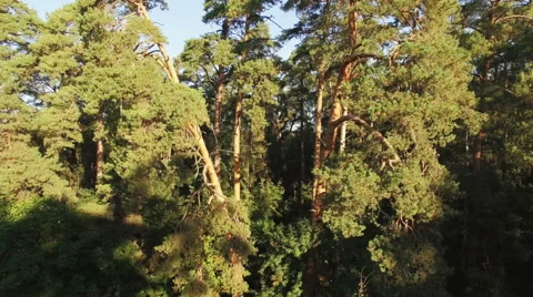 Camera rises above a pine forest, quadrocopter shot Видео 55251469