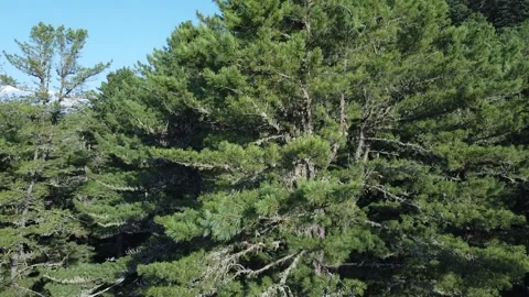 The camera rises above the top of a cedar tree with cones growing on it. Stock Footage 322030086