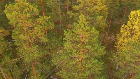 Camera rises above the trees in the forest. many fallen trees lie on the ground Stock Footage 141532380