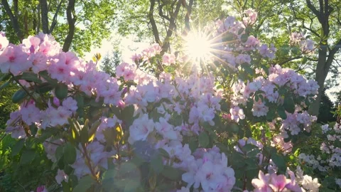 Camera rises along bush with pink rhododendrons, sun breaks through delicate Stock Footage 151007958