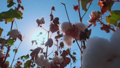 The camera rises up along the opened cotton bolls Stock Footage 210775331