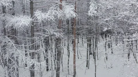 The camera rises along the trunks of long trees to the treetops. Snow forest Stock Footage 144942222